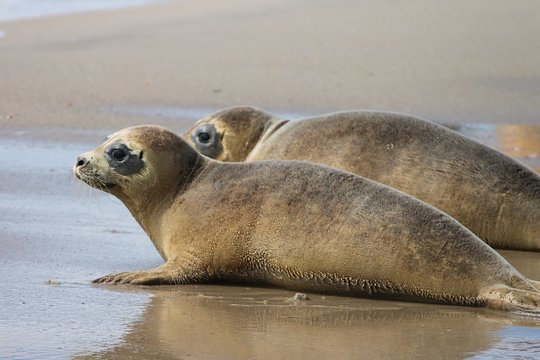zwei junge Robben am Strand