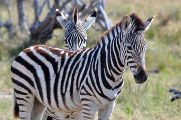 Fototapeta na wymiar side profile portrait of a young Zebra in the Kruger