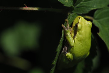 tree frog sitting on a leaf