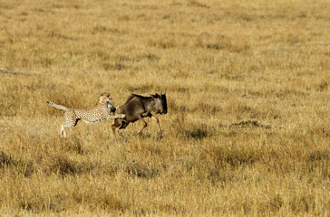 Fototapeta na wymiar Cheetah hunting Wildebeest at Masai Mara, Kenya