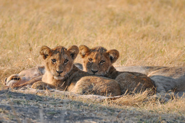 Fototapeta na wymiar two lion cubs lying down in golden grass