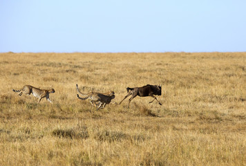 Cheetah hunting Wildebeest at Masai Mara, Kenya