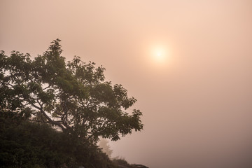 tree at sunset in fog