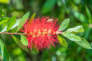 The red melaleuca landscape in full bloom in the summer garden