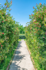 The red melaleuca landscape in full bloom in the summer garden