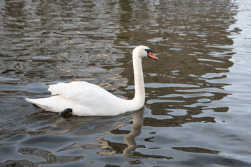 White swan swimming in the lake