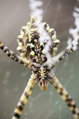 Argiope lobata Araneidae