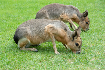 Patagonian Mara, two hares