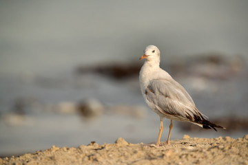 Slender billed gull at Busiateen coast, Bahrain