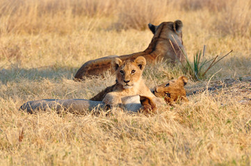 cute Lion cubs in the Kruger national park