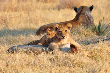 lioness and cubs in golden grass in Kruger national park