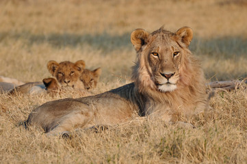 Fototapeta na wymiar Young male lion and cubs in South Africa