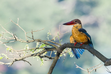 Stork-billed kingfisher