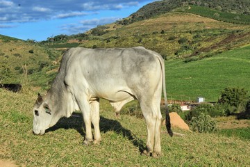 O Gado no pasto