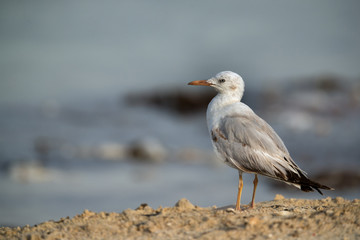 Obraz premium Slender billed gull at Busiateen coast, Bahrain