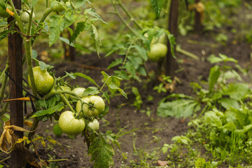 Unripe green tomatoes hang on the branches among the plants in the garden. Growing tomatoes. Close-up.