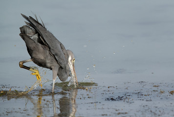 Western reef heron fishing at Busiateen coast, Bahrain