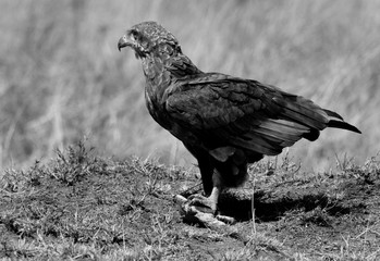 Bateleureagle with a kill at Masai Mara, Kenya