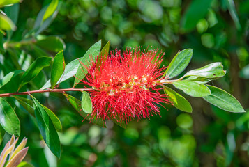 The red melaleuca landscape in full bloom in the summer garden