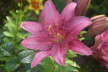 Lily flower in my garden