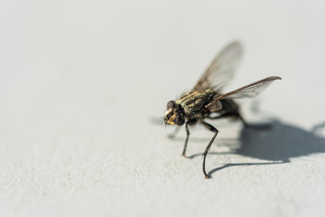  A fly that is frozen on a gray background