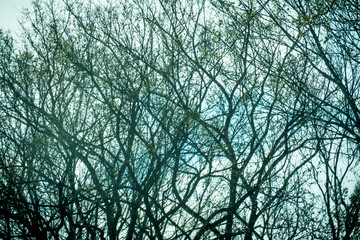 Spring tree branches