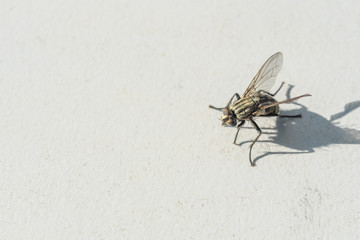  A fly that is frozen on a gray background