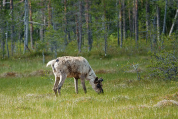 Obraz na płótnie Canvas Finnish forest reindeer