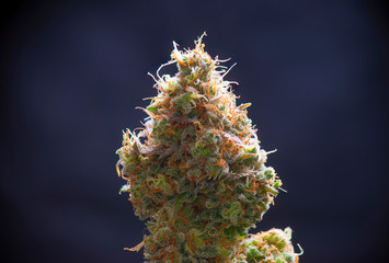 Cannabis flower (sour diesel strain) isolated over black background