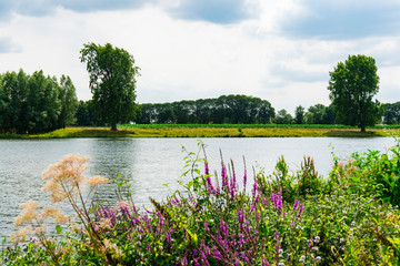 River Meuse (Maas), Floodplain Liendense Waard. Batenburg, The Netherlands