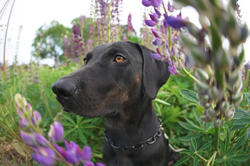 The portrait of a young black with brindle trim Louisiana Catahoula Leopard dog posing outdoors with violet lupine flowers in summer. Wide angle view