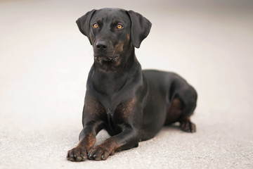 Young black with brindle trim Louisiana Catahoula Leopard dog posing outdoors lying down on an asphalt in summer