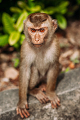 Portrait of a wild monkey. A selfie of a monkey. Macaque looks at the camera. Wild primates. Wild animal. Animal eyes