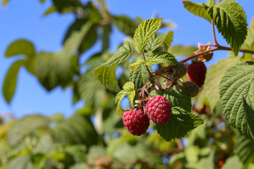 branch of ripe raspberries in a garden