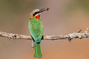 White-fronted Bee-eater with insects as a prey on a branch in Zimanga Game Reserve near Mkuze in South Africa
