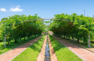 Arched climbing plant flower walls and porches