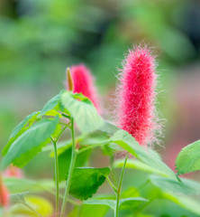 Commonly known as the dog tail red plant - red spike iron leek