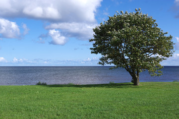 arbe a Sorve sur l'ile de Saaremaa, Estonie