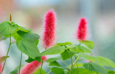 Commonly known as the dog tail red plant - red spike iron leek