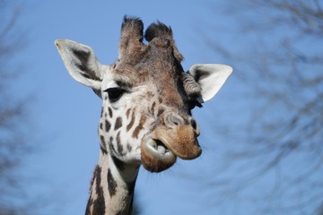 Girafe