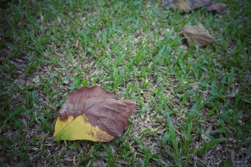 Leaves and lawns in tropical gardens