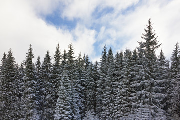 Fir trees with snow, forest landscape view