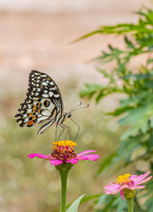 Happy time of butterflies in sunny day