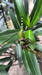 Fototapeta premium banana tree in the garden