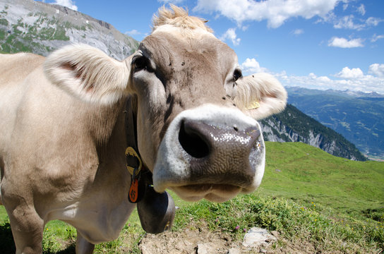 Neugierige Milchkuh. Flims. Schweiz.