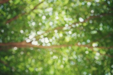 Abstract leaves, blurred images in Thailand