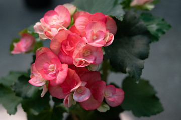 Begonia red flowers - garden natural plant