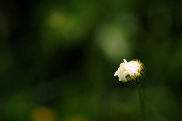 chamomile Bud on green background in summer