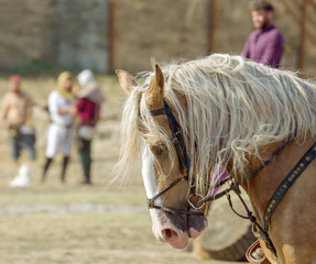 Horse head close up. Harnessed thoroughbred stallion. Breeding stallion. Concept equestrian...