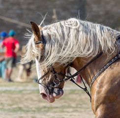 Horse head close up. Harnessed thoroughbred stallion. Breeding stallion. Concept equestrian...
